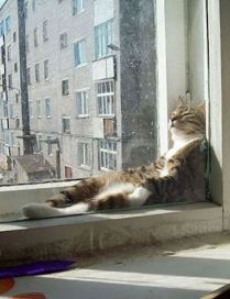 Семь снов черного кота. Сон седьмой. Муха - Сергей Преображенский Слушать аудио книги онлайн без регистрации полностью бесплатно - knigavkarmane.net