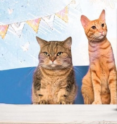 Юнга с эсминца «Оголтелый и другие истории про котов - Марта Кетро Слушать аудио книги онлайн без регистрации полностью бесплатно - knigavkarmane.net