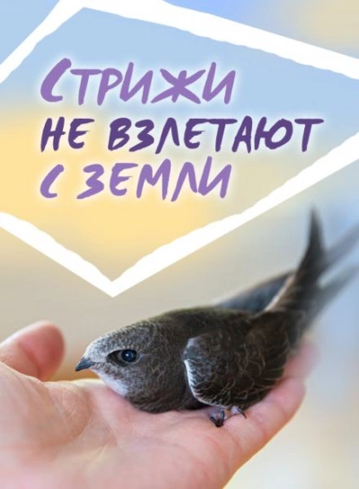 Стрижи не взлетают с земли - Сергей Стахеев Слушать аудио книги онлайн без регистрации полностью бесплатно - knigavkarmane.net